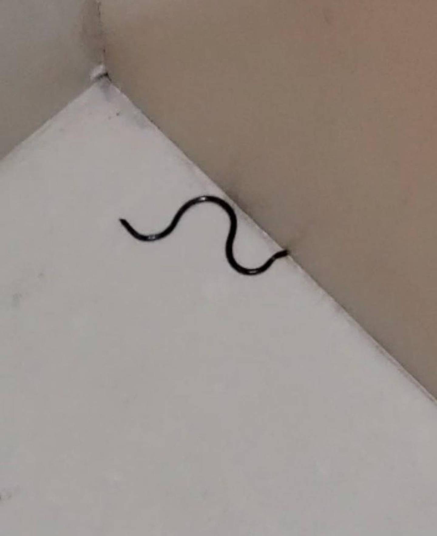 Sightings of blind snakes are common in the UAE. Courtesy: Sunil Chaudhary