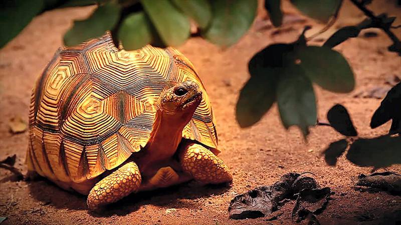 A total of 100 conservation projects for endangered species of plants and wildlife in Madagascar have received grants from the Mohamed bin Zayed Species Conservation Fund. The UAE has pioneered successful projects in countries like Chad. Wam
