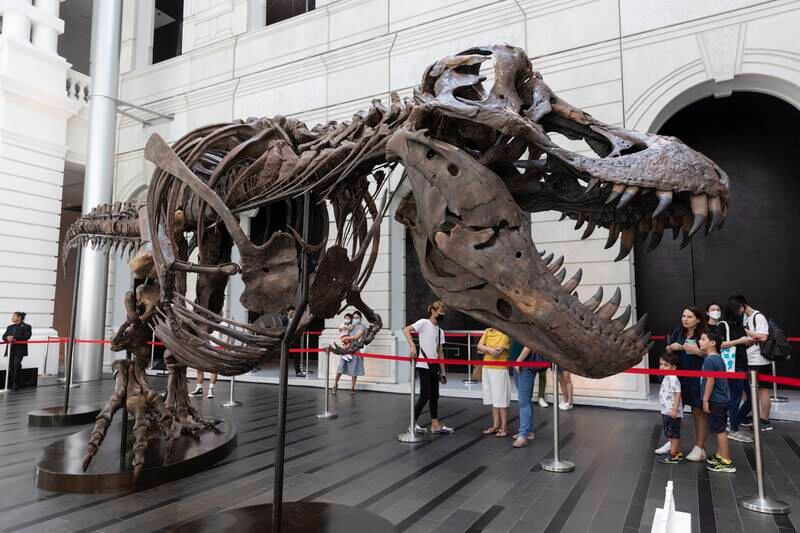Visitors look at the skeleton of a Tyrannosaurus Rex named 'Shen the T.  Rex' during a preview by auction house Christie's at the Victoria Theatre and Concert Hall in Singapore, 28 October 2022.  The dinosaur fossil will be exhibited at the Victoria Theatre & Concert Hall from 28 to 30 October before being auctioned at the Hong Kong Convention and Exhibition Centre on 30 November.  The 1,400kg T-Rex, measuring 12. 2 meters long, 4. 6 meters high and 2. 1 meters wide, will be the first full Tyrannosaurus Rex fossil offered at an auction in Asia.   EPA / HOW HWEE YOUNG