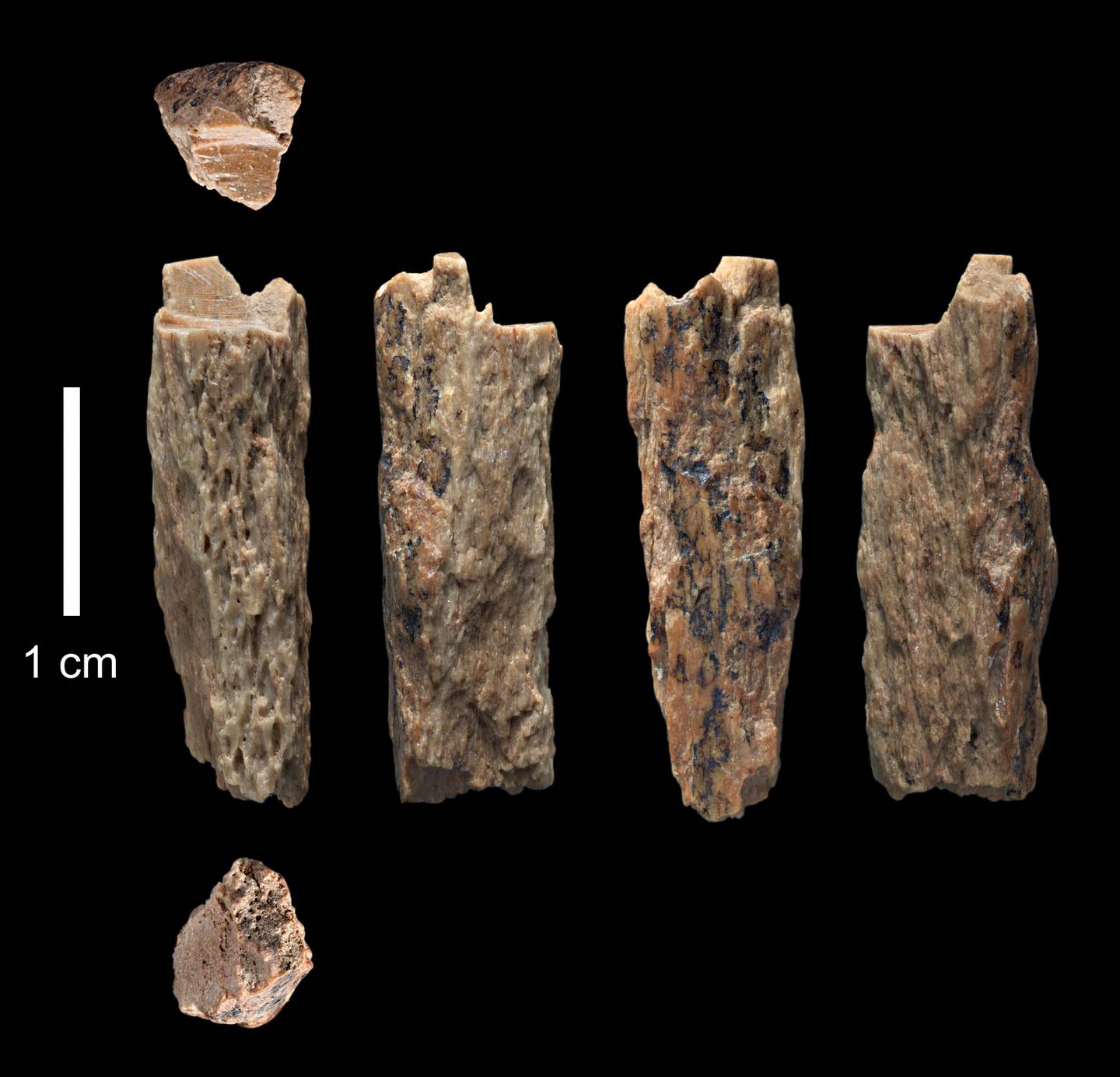 A bone fragment of 'Denisova 11', evidence of interbreeding between a Neanderthal and a Denisovan. AFP