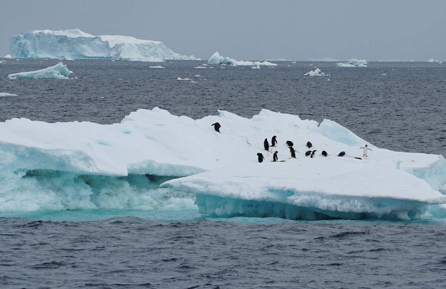 The Antarctic is home to several species of the flightless birds. Reuters