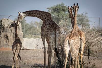 Visitors can meet Bridi, the first African female giraffe born in Sharjah Safari. Bridi's parents arrived in Sharjah from South Africa in May 2017.