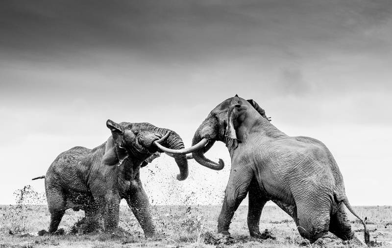 Silver medal, Behaviour — Mammals: two bull elephants sparring with one another, Amboseli National Park, Kenya, by William Fortescue, UK.