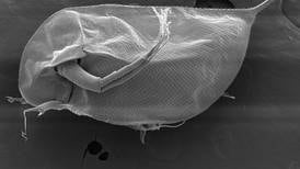 Scientists discover new species of water flea in UAE