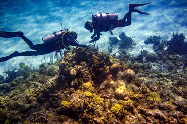 Rising ocean temperatures have had a major impact on coral. Chicago Tribune