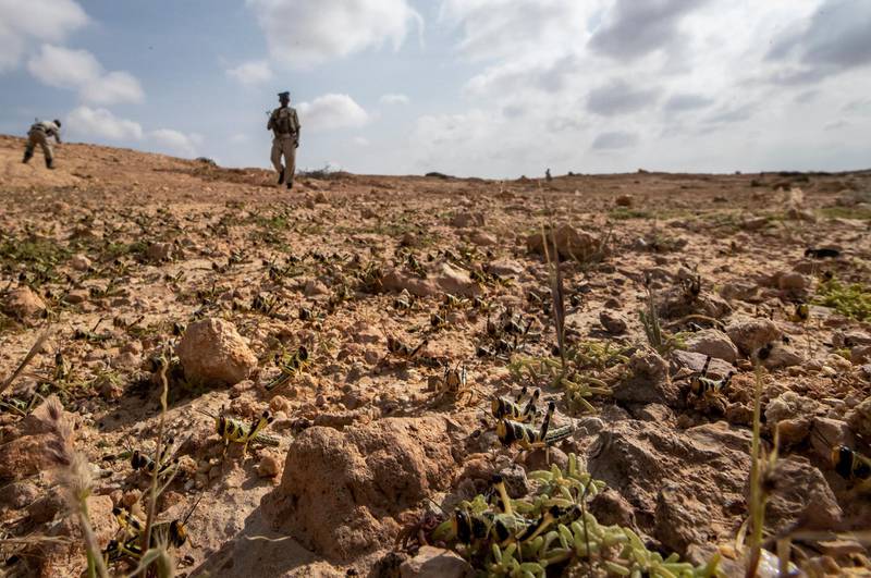 A policeman looks at young desert locusts that have not yet grown wings covering the ground in the desert in the semi-autonomous Puntland region of Somalia.  AP