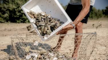 An image that illustrates this article Tackling food waste in Dubai, one oyster shell at a time