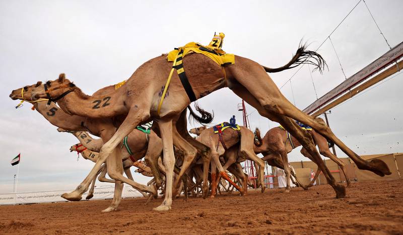 Camel racing in Al Dhaid, Sharjah, which will now be home to a new event. Photo: Karim Sahib / AFP