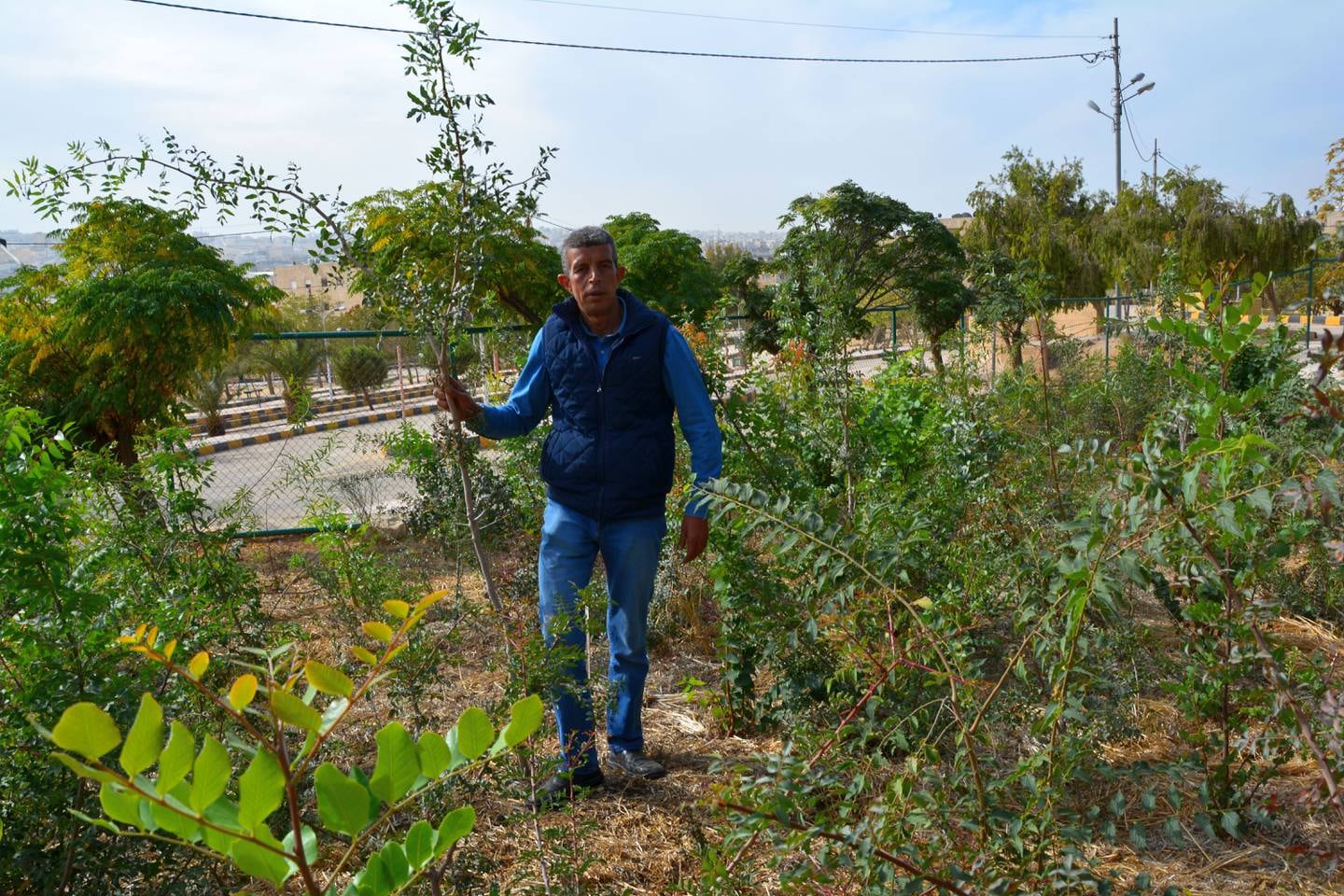 Omar Sharif holds a pistachio tree branch in the forest in Marka, East Amman