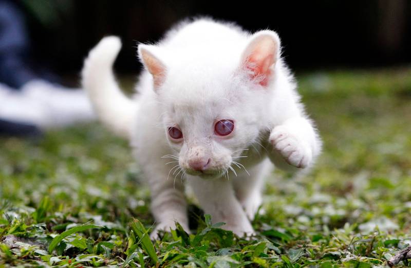 An alleged albino cub of Jaguarundi (Herpailurus yagouaroundi) plays at the Conservation Park in Medellin, Colombia, on December 23, 2021.  - According to environmentalists of the Conservation Park of Medellin, the little Jaguarundi will have live in captivity as its albinism prevents it to hunt, camouflage and protect itself from predators in the wild.  (Photo by FREDY BUILES  /  AFP)