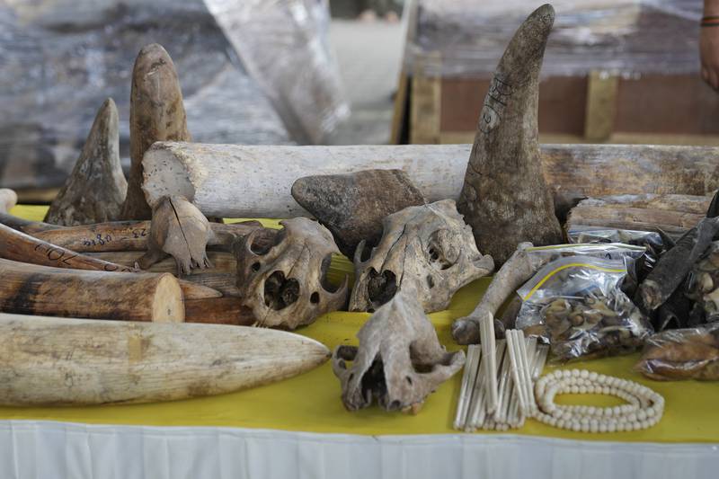 Big cat skulls and rhino horns were also found in the shipping container seized by Malaysia's Customs. AP 