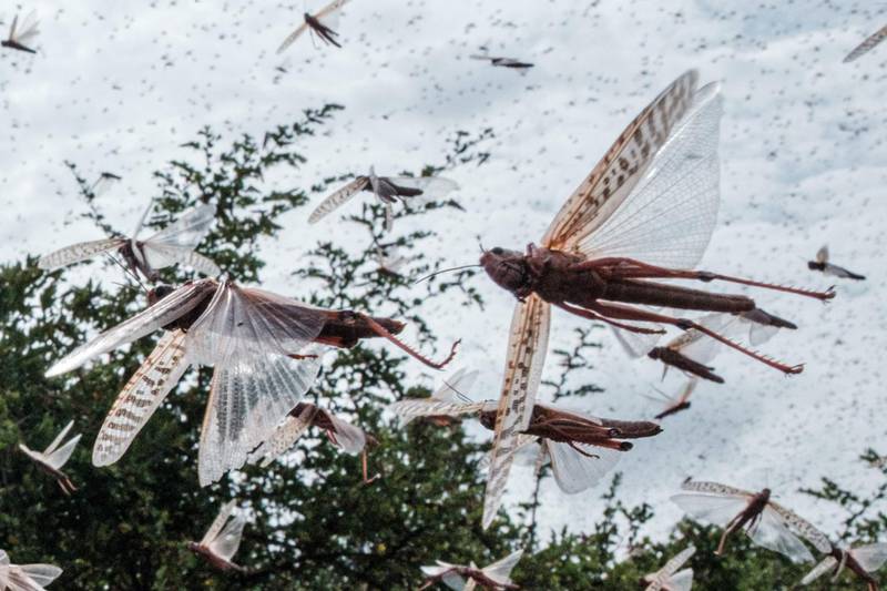 A swarm of desert locusts fly after an aircraft sprayed pesticide in the eastern Kenyan city of Meru. The use of cutting-edge technology and improved co-ordination across East Africa is helping to crush the ravenous swarms and protect the livelihoods of thousands of farmers. AFP