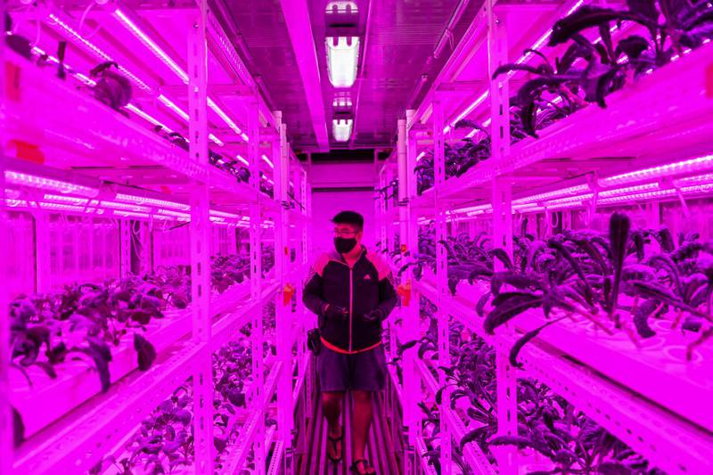 This photograph taken on September 3, 2020 shows an urban farmer looking at vegetables grown inside a shipping container illuminated with LED lights in Singapore. - On the rooftop of a Singapore shopping mall, a sprawling patch of eggplants, rosemary, bananas and papayas stand in colourful contrast to the grey skyscrapers of the city-state's business district. (Photo by Roslan RAHMAN / AFP) / TO GO WITH Singapore-environment-agriculture, FOCUS by Martin Abbugao