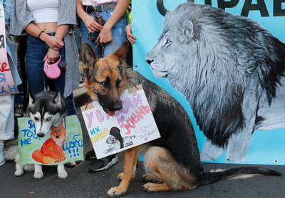 Dogs hold in their mouths placards reading 'You need to respect their life rights!' and 'I'm not a fur coat!' during a rally advocating for animal rights, in downtown Kiev, Ukraine.  EPA