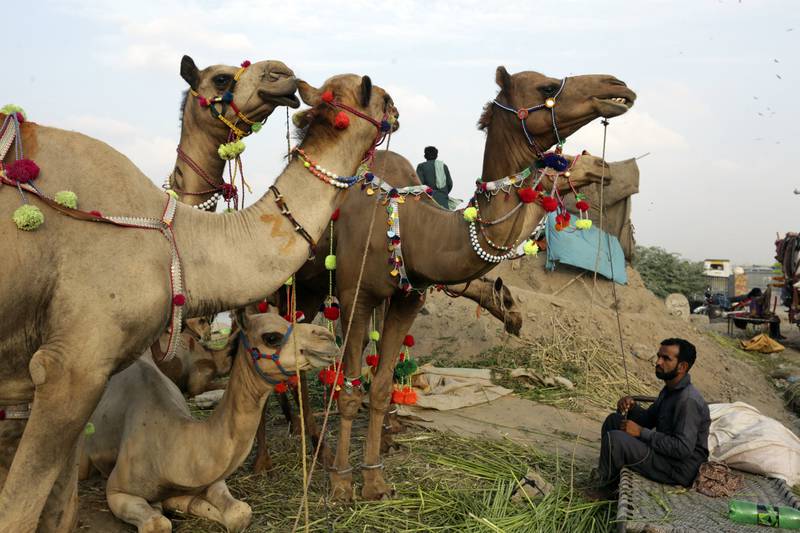 A Pakistani livestock merchant displays camels for sale in Lahore. AP 