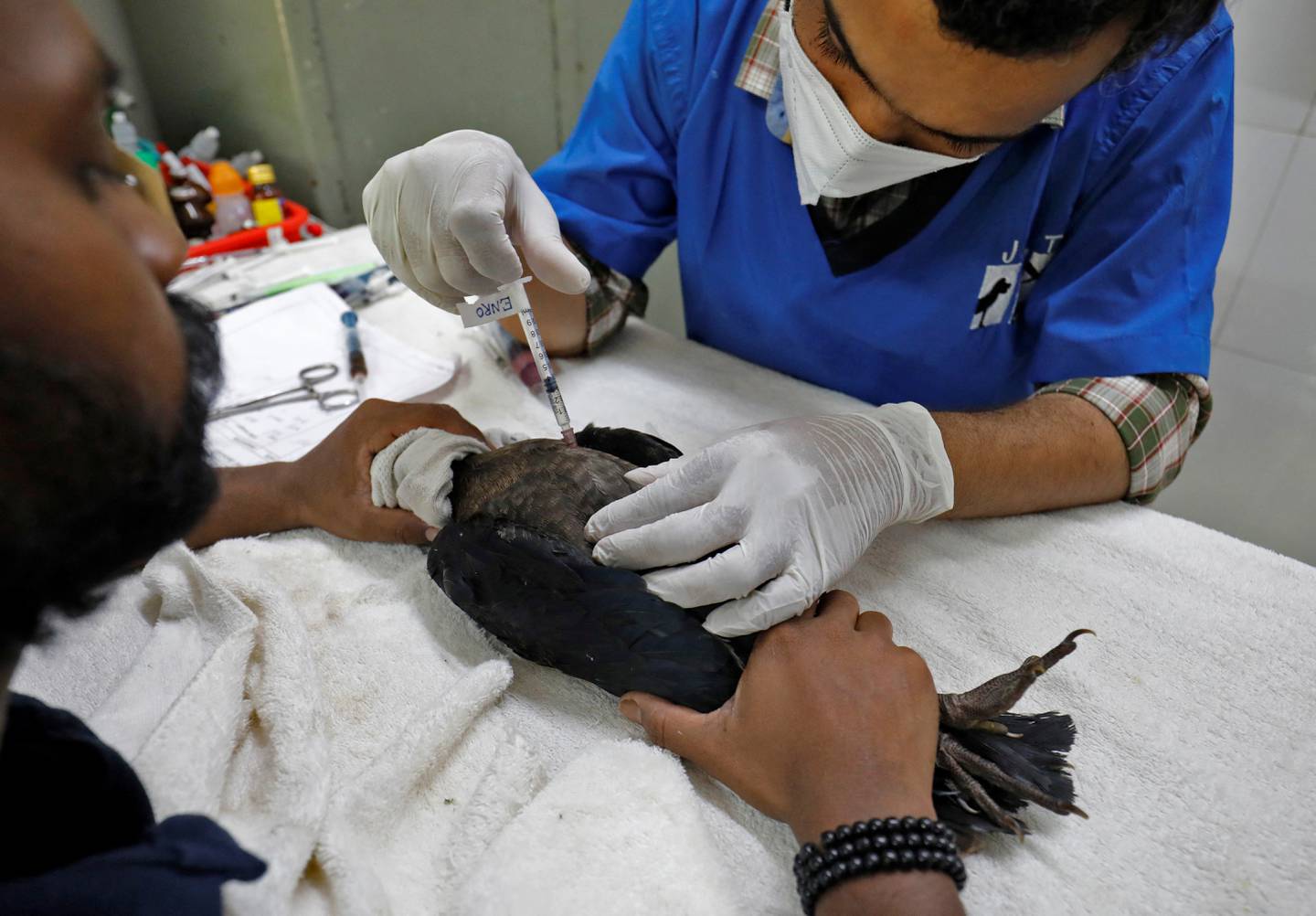 A vet at Jivdaya Charitable Trust, a rehabilitation centre for birds and other animals, administers an injection to an ailing eagle amid fierce heat in Ahmedabad, India. Reuters
