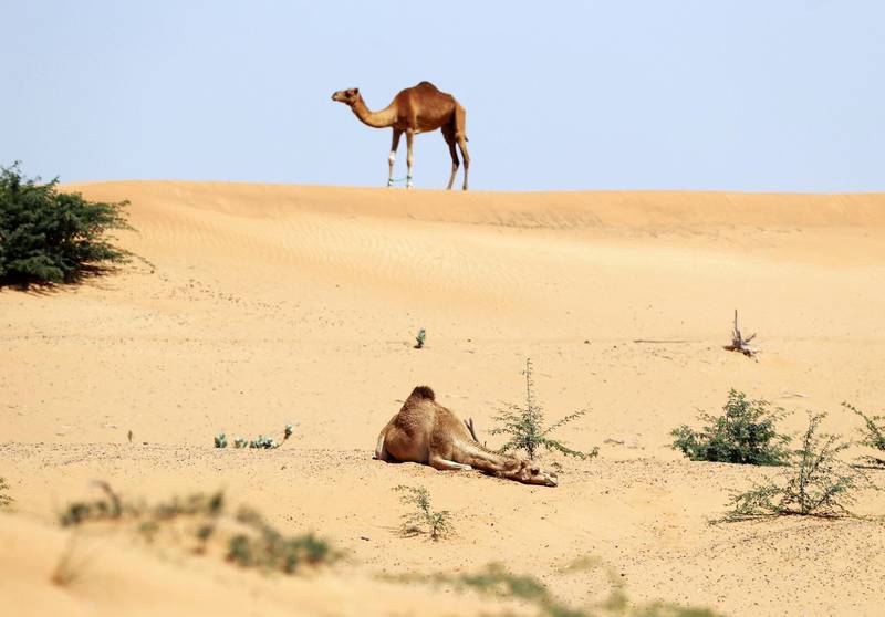Umm Al Quwain, United Arab Emirates - Reporter: N/A: Standalone. A camel takes a rest during the hottest part of the day in the desert. Wednesday, March 11th, 2020. Umm Al Quwain. Chris Whiteoak / The National