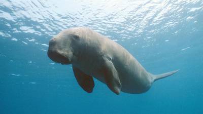 The UAE environment agency's latest report revealed that 17 dugongs died last year, despite being protected under UAE law since 1999. AP