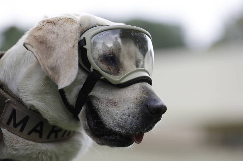 The Labrador retriever was credited with finding at least 41 bodies and a dozen people alive during her career. AP
