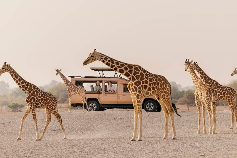 Go for a safari at Sir Bani Yas. 