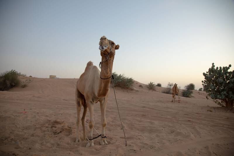 The camels were more indifferent 