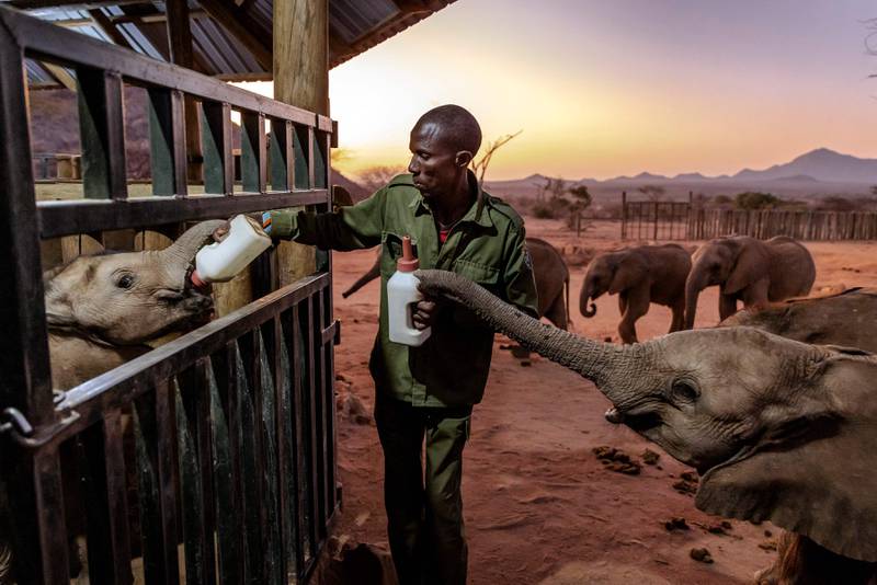 An elephant keeper feeds enriched milk to a calf at Reteti Elephant Sanctuary in Namunyak Wildlife Conservancy, Samburu, Kenya. AFP
