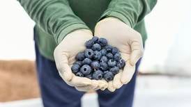 UAE-grown blueberries set for markets in Asia