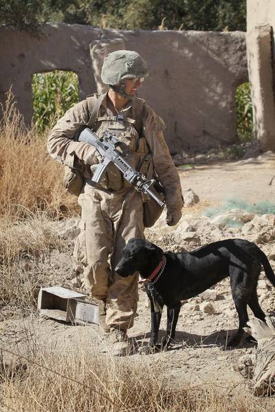 KAJAKI, AFGHANISTAN - OCTOBER 11:  Marine Cpl. Jonathan Eckert of Oak Lawn, IL attached to India Battery, 3rd Battalion, 12th Marine Regiment works his improvised explosive device (IED) sniffing dog Bee as they secure a compound during a patrol near Forward Operating Base (FOB) Zeebrugge on October 11, 2010 in Kajaki, Afghanistan. The Marines of India Battery, 3rd Battalion, 12th Marine Regiment are responsible for securing the area near the Kajaki Dam on the Helmand River.  (Photo by Scott Olson/Getty Images)