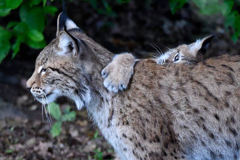 The boreal lynx, a species threatened with extinction in France, is the 'poor relation' of large predators in terms of preservation, its defenders say. AFP