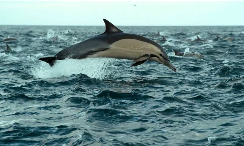 The Road to Fulfilment details how dolphins are part of a complex social network. Photo: Phoenix Film DXB 