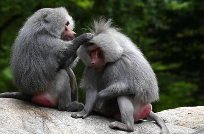 Baboons groom in their enclosure of the zoo Hellabrunn in Munich, southern Germany. AFP