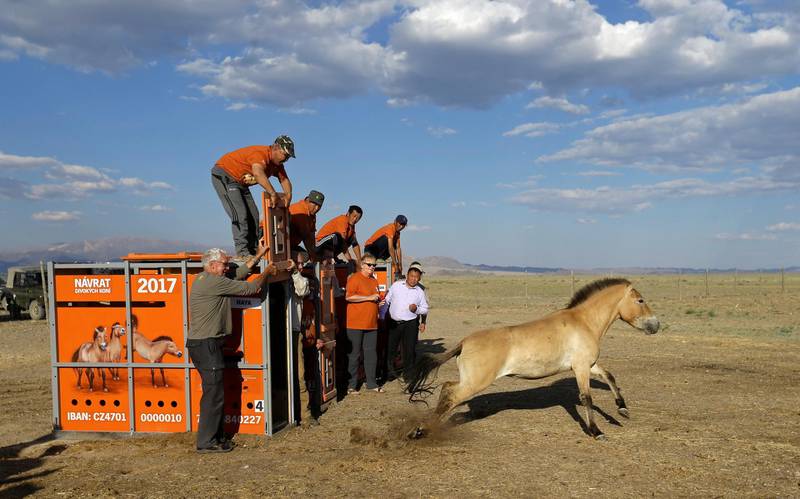 A Przewalski's horse leaves its container after being released in Takhin Tal National Park, part of the Gobi B Strictly Protected Area, in south-west Mongolia, June 20, 2017. Picture taken June 20, 2017.   REUTERS/David W Cerny