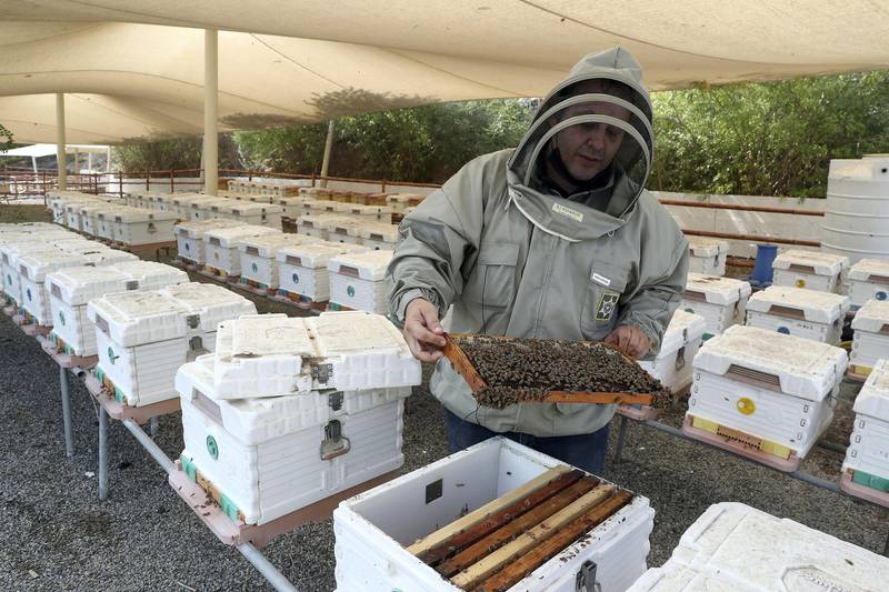 DUBAI, UNITED ARAB EMIRATES , November 7 – 2020 :- Shadi Zakhour, Chief Marketing Officer holding the frame of live bees during the tour at the Hatta honey bee garden at the Hatta in Dubai. The ticket price of honey bee garden tour is 50 AED per person.  (Pawan Singh / The National) For News/Online/Instagram/Big Picture. Story by Nick Webster
