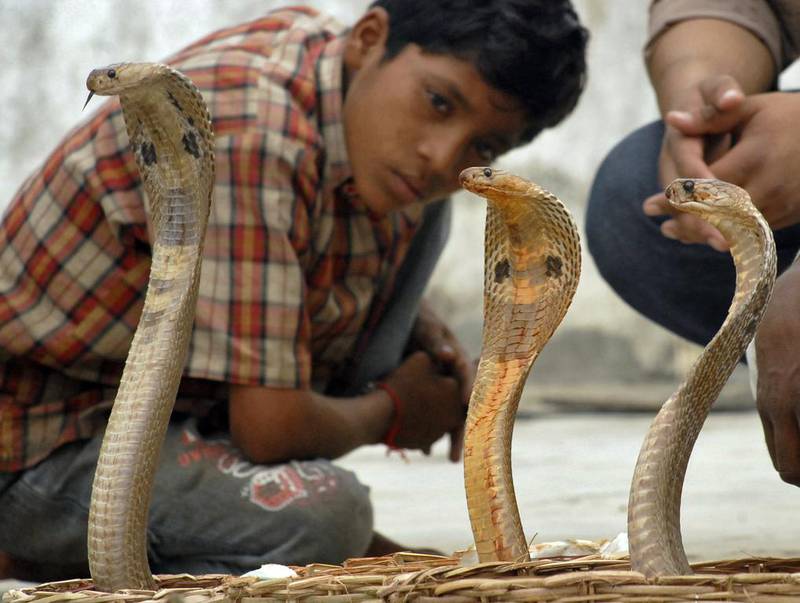 A youth watches cobras during Naag Panchami, a Hindu festival dedicated to the snake god, in the southern Indian city of Hyderabad. Krishnendu Halder / Reuters