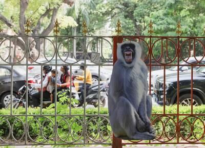 Cut-outs of langurs have been installed on roadsides in New Delhi to scare away monkeys ahead of the G20 summit. Reuters