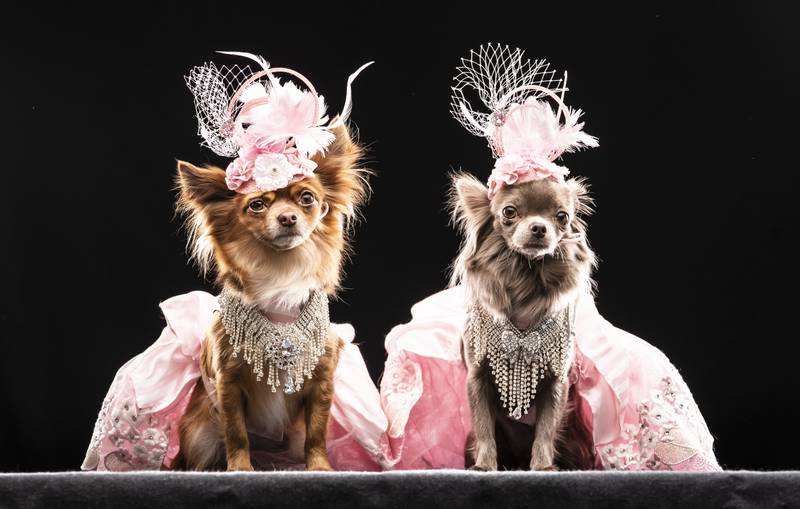 Chihuahuas Rosie, left, and Minnie model designs inspired by the Olsen twins. 