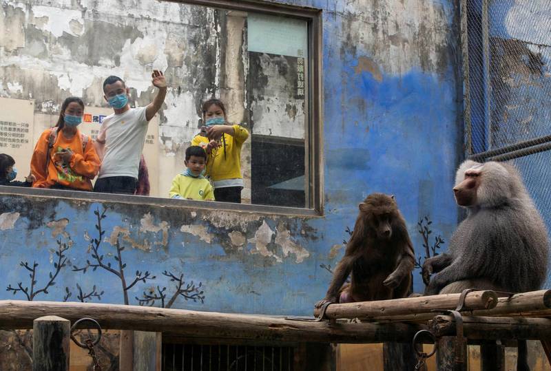 Visitors with face masks are seen at an enclosure for baboons at a zoo that reopened in Chengdu, Sichuan province, China. Reuters