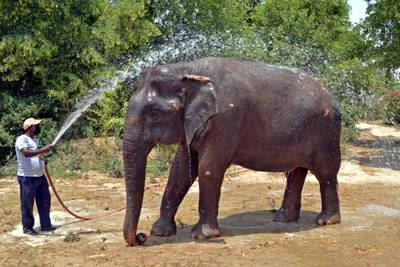 An elephant is given a cooling shower at a conservation reserve in Uttar Pradesh state. AFP