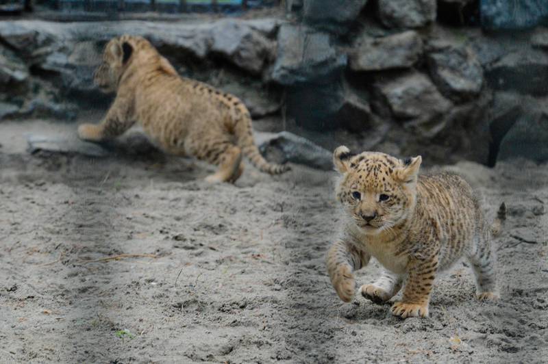 In this Tuesday, June 18, 2013 photo, a month-old liliger cubs walk in Novosibirsk Zoo. The cubs' mother is Zita, a liger - half-lioness, half-tiger, and their father is a lion, Sam. (AP Photo /Ilnar Salakhiev) *** Local Caption ***  Russia Zoo.JPEG-0ce40.jpg