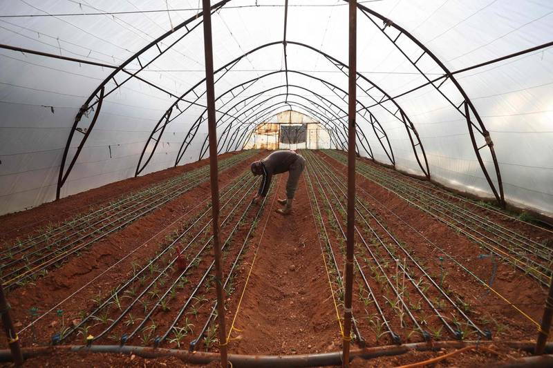 Abu Ahmad plants carnation seedlings in a polytunnel at his flower growing business in Syria's Idlib province. AFP