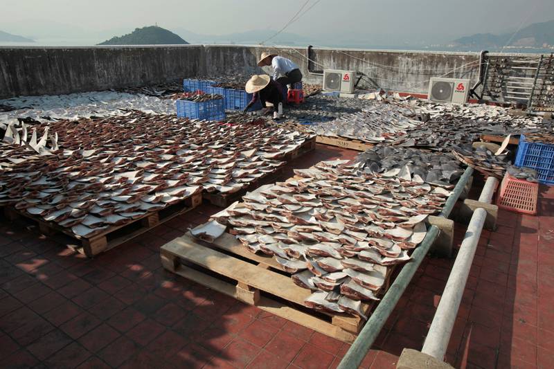 Pieces of shark fin dry on the rooftop of a factory in Hong Kong. Reuters