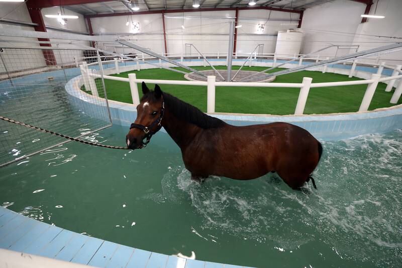 The sea walker is a cardiovascular and muscular workout for the horses
