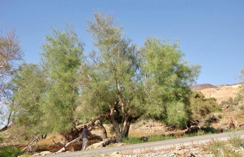 The yusor tree, common to the Gulf, has a variety of uses, the next of which could be helping to fight cancer. Photo: supplied
