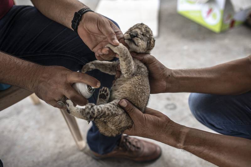A Palestinian worker sprays antibiotics on a newborn lion cub.  AP