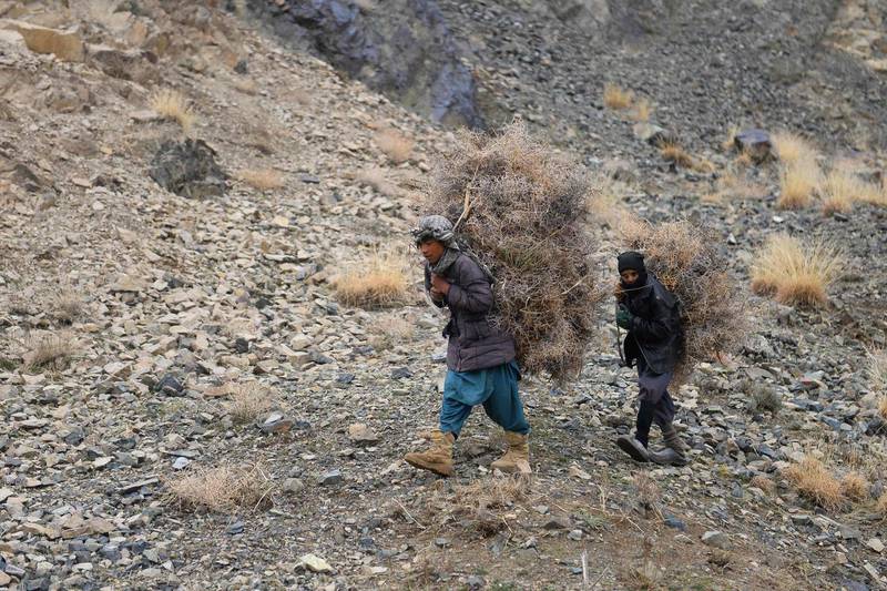 Youths carry firewood along a hillside on the outskirts of Herat.  AFP