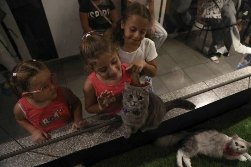 Children interact with a cat through a window.