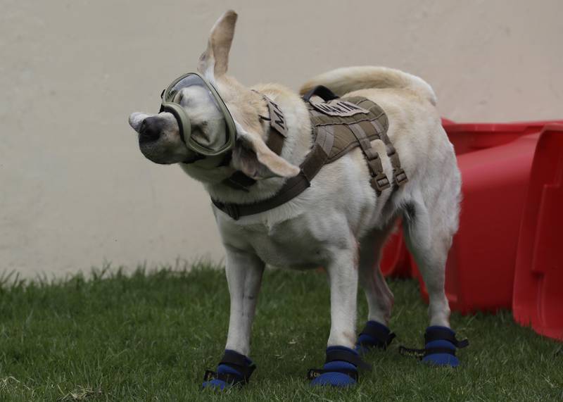 Frida was one of three dogs trained by the navy to carry out search and rescue missions. AP