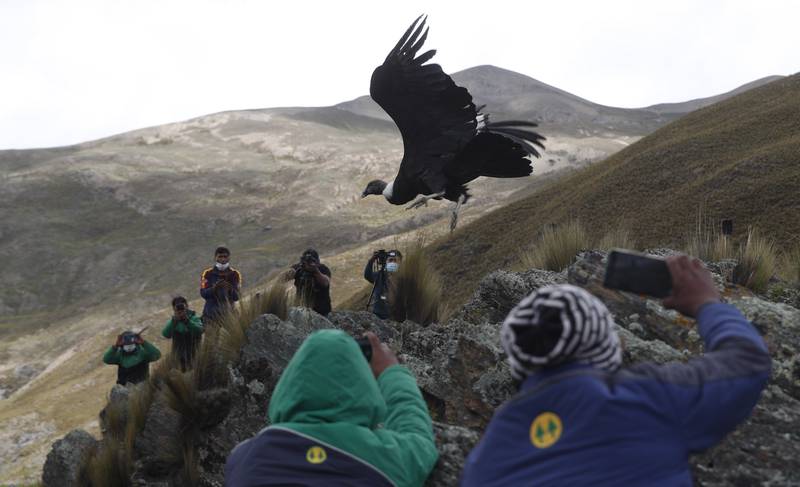The Andean condor, the world's heaviest soaring bird, features on the ICUN red list. AP