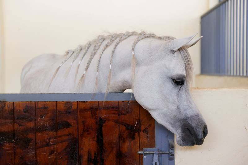 Iraq has been breeding Arabian horses since the 18th century.