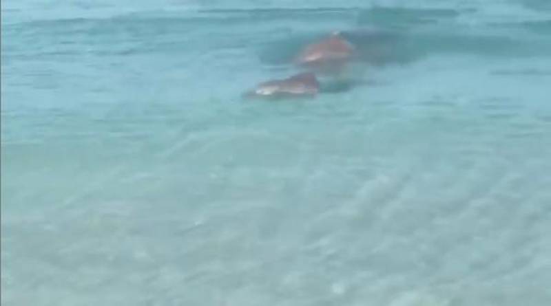 Saadiyat Beach Club posted footage of dolphins out for a swim on Friday.